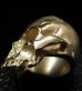 Photo10: 10k Gold Large Skull Without Jaw Ring(Mud Finish)