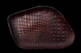 Gaboratory Alligator Textured Leather Gun Tray [Red]