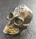 Photo3: Xconz Collaboration 18k Gold Teeth Large Skull Ring 3rd generation